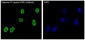 Anti-Histone H3 (acetyl K56) HIST1H3A Rabbit Monoclonal Antibody